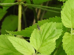 Phylloscyrtus amoenus