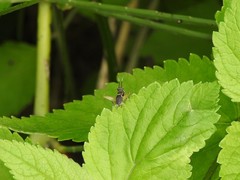 Phylloscyrtus amoenus