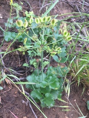 Lomatium lucidum
