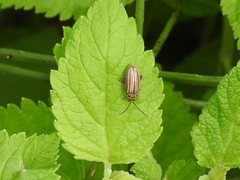 Disonycha bicarinata