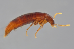 Ischnosoma suteri