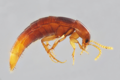 Ischnosoma lecontei