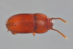 Catopocerus