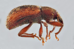 Lepidophorus setiger