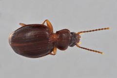 Trechus hydropicus beutenmuelleri