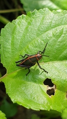 Romaleini