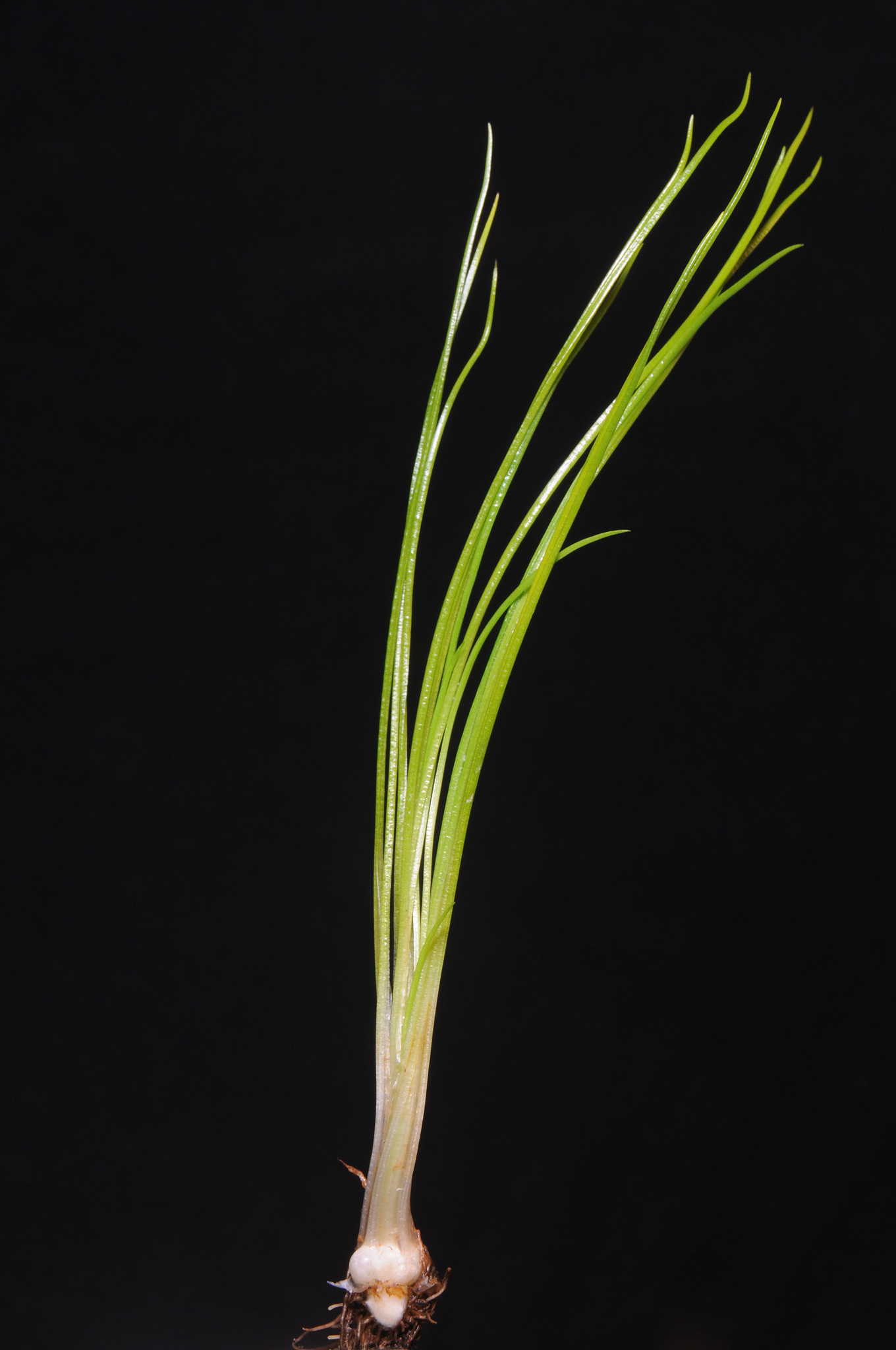 Isoetes nuttallii