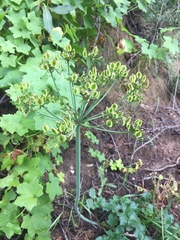Lomatium lucidum