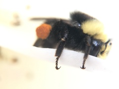 Bombus vosnesenskii