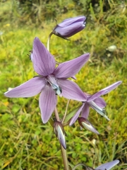 Gentianella rapunculoides