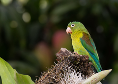 Brotogeris jugularis
