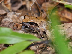 Platymantis corrugatus