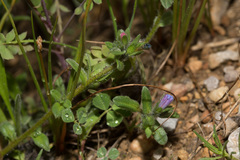 Echium parviflorum