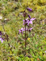 Gentianella rapunculoides