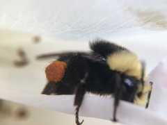 Bombus vosnesenskii
