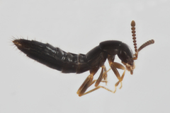 Ocyustiba