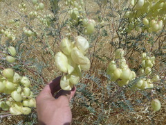 Astragalus asymmetricus