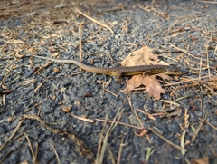 Elgaria coerulea palmeri