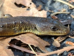 Elgaria coerulea palmeri