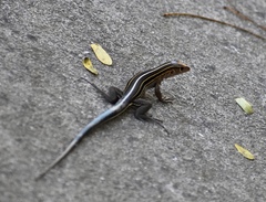Pholidoscelis auberi