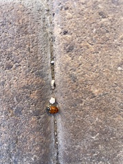 Hippodamia convergens