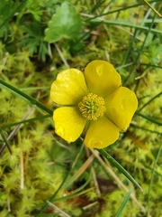 Ranunculus peruvianus