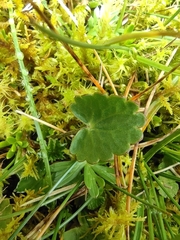 Ranunculus peruvianus