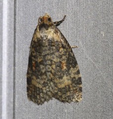Cryptoptila australana