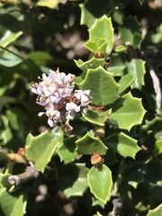 Ceanothus decornutus