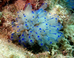 Clavelina australis