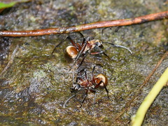 Polyrhachis mindanaensis