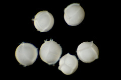 Isoetes nuttallii image