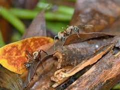Polyrhachis mindanaensis