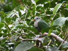 Ptilinopus leclancheri