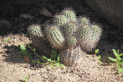 Copiapoa longistaminea