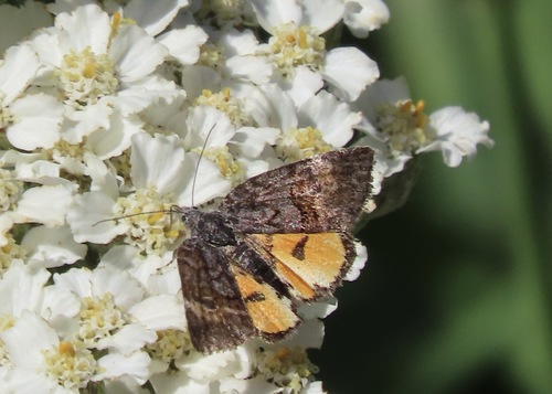 Annaphila depicta photo 4
