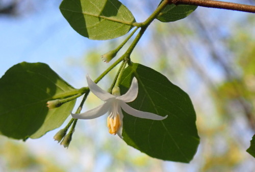 Styrax americanus image