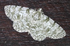 Dyscheralcis crimnodes