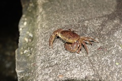 Austrothelphusa transversa