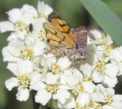 Annaphila depicta