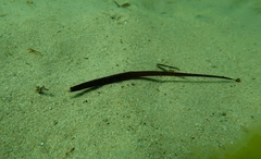 Pugnaso curtirostris