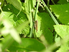 Amblytropidia australis