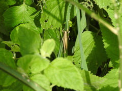 Amblytropidia australis