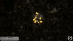 Chlorella