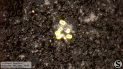 Chlorella