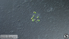 Chlorella