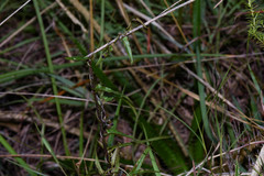 Dioscorea microbotrya