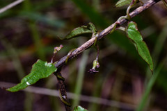 Dioscorea microbotrya