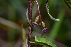 Dioscorea microbotrya