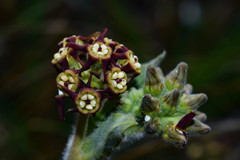 Oxypetalum arnottianum